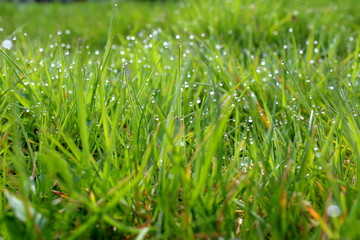 blades of grass with morning dew closeup