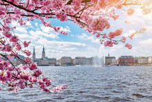 View Of Alster Lake In Hamburg Framed By Blooming Cherry Tree On Beautiful Sunny Spring Day