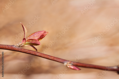 Budding Tree With Blossoming Red Young Leaves Copy Space