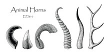 Animal Horns Vector Set Hand Drawing Vintage Engraving Illustration