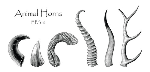 animal horns vector set hand drawing vintage engraving illustration