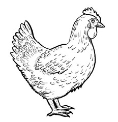 Drawing of chicken - hand sketch of hen, black and white illustration