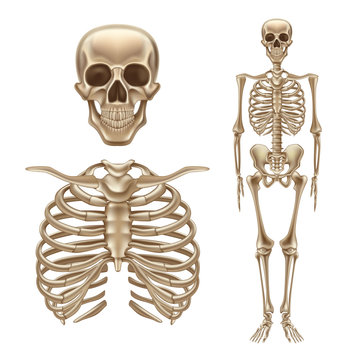 Vector 3d human skeleton, bones skull spine
