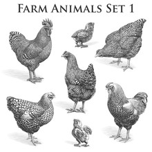 Vector Farm Animals Engraving. Chickens And Roosters
