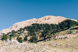 Cedar of Lebanon Cedrus near Tahtali mountain in Turkey.