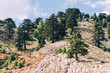 Lebanese Cedar tree forest at mountain in Turkey
