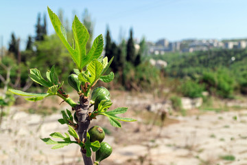 Wall Mural - Young immature green figs on a branch in the garden. Crimea, Yalta