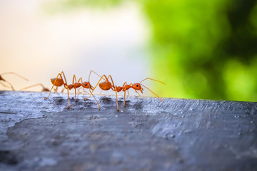 close up macro of red ant on the wood