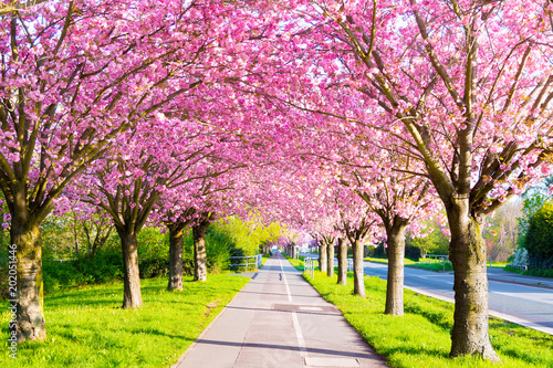 Dekoracja na wymiar  sciezka-rowerowa-i-kwiat-wisni-sakura