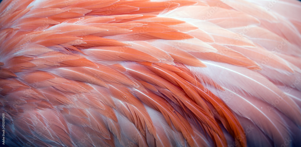 Close up view of pink flamingo feathers - obrazy, fototapety, plakaty 