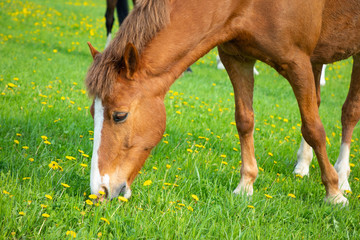 Wall Mural - Horse eat spring grass in a field