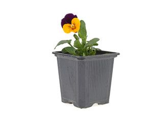 Wall Mural - yellow flower planted in a plastic flowerpot on a white background