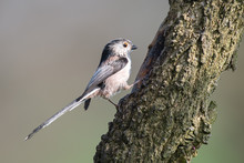 A Profile Portrait Of A Long Tailed Tit Perched On A Tree Trunk Looking Alert And Facing To The Right With Space For Text