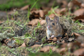 Poster - quietly sitting on the forest floor and looking alert emerging from the fauna is this wood mouse Apodemus sylvaticuse which  is a common rodent from Europe and northwestern Africa.
