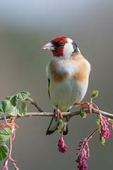 Aufkleber - An upright vertical format profile portrait photograph of a goldfinch perched on a branch of pink red flowers buds posing and looking to the left