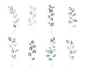 Wall Mural - Watercolor illustration. Botanical eucalyptus leaves and branches. Herbal collection. Floral Design elements. Perfect for wedding invitations, greeting cards, blogs, posters and more