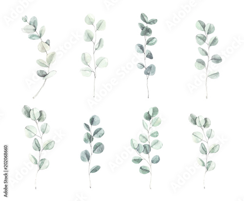ilustracja-akwarela-liscie-i-galezie-eukaliptusa-botanicznego-zbior-ziol