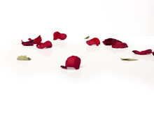 Close-up Red Rose Petals On White Background