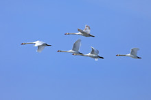 A Flock Of White Swans Flying Against The Blue Sky