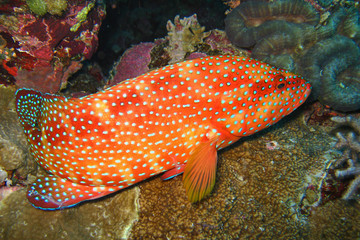 beautiful and diverse coral reef with fishes of the red sea in Egypt