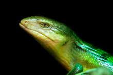 Tanimbar Skink, Green Lizard Standing On A Piece Of Wood. Tiliqua Scincoides Chimaerea Close Up.