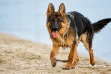 Dog Shepherd In The Water On The Beach