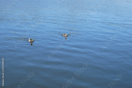 Fotografie, Obraz Pair of wild duck floats on water surface in mating season at April