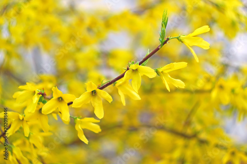 Fotografía Forsythia many yellow flowers blossoming in April, artwork background close-up