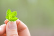 Hand holding a green black currant spring leaf.