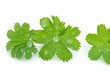 Lady's mantle leaves on white background