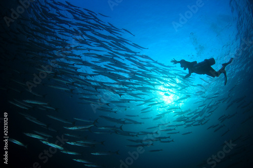 Dekoracja na wymiar  nurkowanie-ze-szkolna-ryba-barracuda