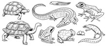 Crocodile And Turtle. Reptiles And Amphibians Set. Pet And Tropical Animals. Wildlife And Frogs, Lizard And Turtle, Chameleon And Anuran Engraved Hand Drawn In Old Vintage Sketch. Vector Illustration.