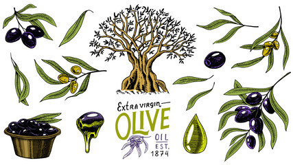 Set of Olive oil and branch of trees. Organic vegetarian product in bottle. Green plant for healthy diet. Black fruit for cooking food. Engraved hand drawn in old vintage sketch. Vector illustration.