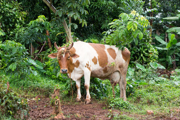 A dairy white cow with patches of brown, tied to a tree stump. Shot in Uganda in May 2017.