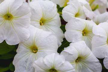 Wall Mural - Macro shot of blooming white petunia flowers, close up