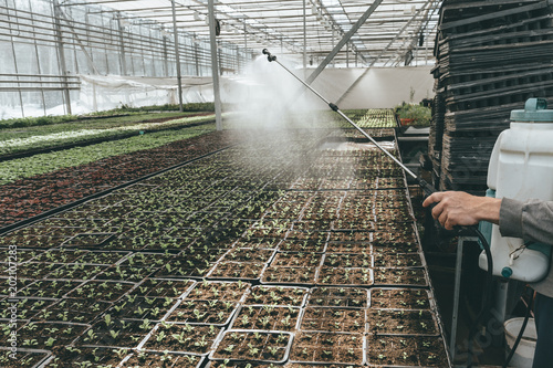 Cuadros en Lienzo Gardener worker watering seeding plants in hydroponic glasshouse with sprinkler,