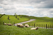 Sheep fenced in next to a road in New Zealand. 