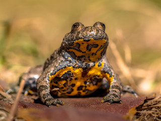 Canvas Print - Yellow bellied toad in grass