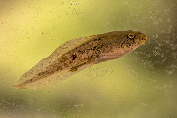 Canvas Print - Swimming Tadpole of Phelophylax frog