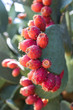 Wild Prickly Pear Bush covered in Ripe Fruit