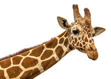 Close Up Shot Of Giraffe Head Isolate On White