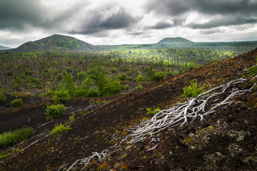 Wall Mural - Natural Park 