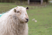 Portrait Of A Single Welsh Mountain Sheep