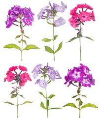 Sticker - six phlox flowers set isolated on white