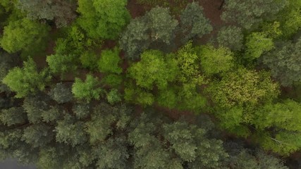 Sticker - Aerial footage 4K over pine forest at spring, flying up and reveal