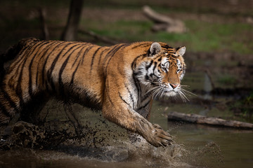 Wall Mural - Tiger Animal