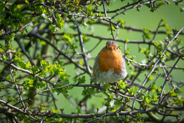 Aufkleber - A robin perched in a hedge on a branch staring forward at the camera looking into lens surrounded by branches
