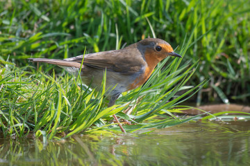 Aufkleber - A robin standing on the grass at the edge of a pond pool staring intently into the water surrounded by grass