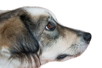 Cute shaggy black and white pet dog close-up
