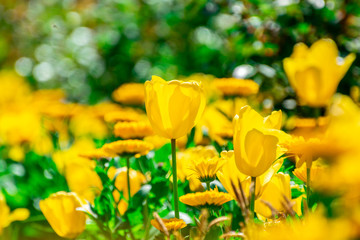 Blooming yellow flowers